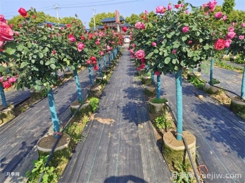 園林苗木從苗圃到工地過(guò)程，教你成為苗木養護專(zhuān)家