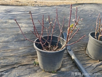 讓植物冬季安然越冬的養護指南