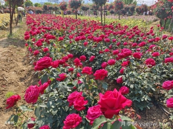 園林綠化工程為什么在春季種植月季？