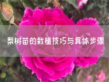 梨樹(shù)苗的栽植技巧與具體步驟