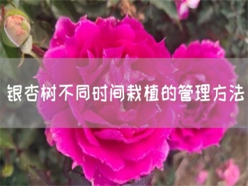 銀杏樹(shù)不同時(shí)間栽植的管理方法