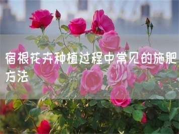 宿根花卉種植過(guò)程中常見(jiàn)的施肥方法