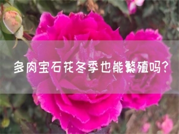 多肉寶石花冬季也能繁殖嗎？