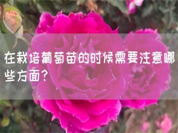 在栽培葡萄苗的時(shí)候需要注意哪些方面？