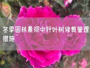 冬季園林景觀(guān)中針葉樹(shù)修剪管理措施