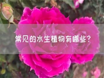 常見(jiàn)的水生植物有哪些？