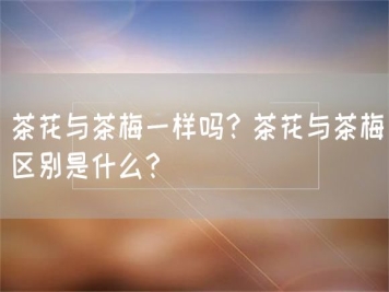 茶花與茶梅一樣嗎？茶花與茶梅區別是什么？