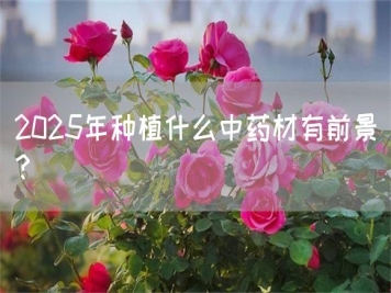 2025年種植什么中藥材有前景？