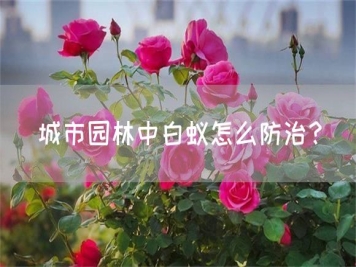 城市園林中白蟻怎么防治？