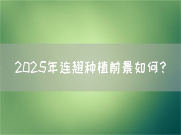 2025年連翹種植前景如何？