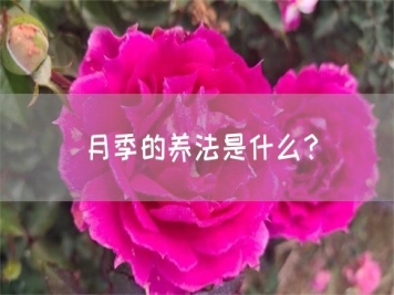 月季的養法是什么？