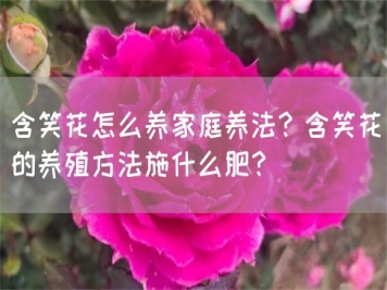 含笑花怎么養家庭養法？含笑花的養殖方法施什么肥？