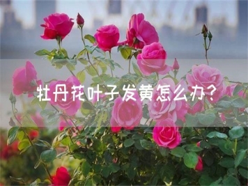 牡丹花葉子發(fā)黃怎么辦？