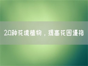 20種花境植物，提高花園逼格