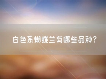 白色系蝴蝶蘭有哪些品種？