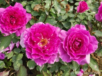 推薦9個(gè)月季品種，花型美開(kāi)花多