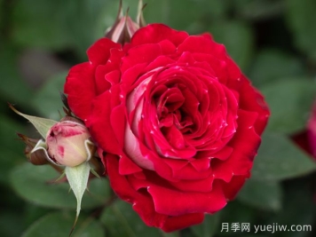 紅綴銀盤(pán)月季