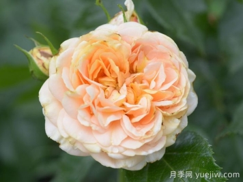 月季推薦，杏子雪崩月季