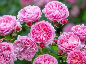 玫瑰花，愛(ài)情與時(shí)光交織的絢爛詩(shī)篇