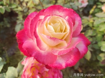國外園丁最?lèi)?ài)的月季調查，每一款都優(yōu)秀
