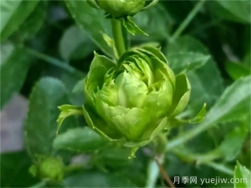 綠色月季推薦，結綠珍月季