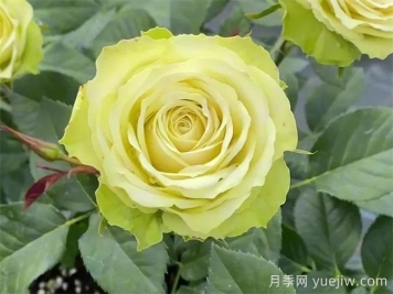 月季推薦，薄荷茶月季