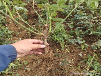月季裸根苗到手養護，修剪種植步驟很簡(jiǎn)單