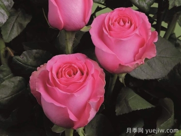月季推薦，上海夫人月季