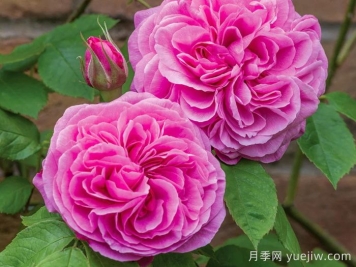 格特魯德杰基爾月季/葛楚德杰基爾