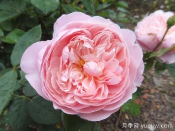 安妮克城堡月季，花姿優(yōu)雅，色彩迷人