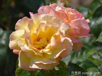花比臉大月季系列，十個(gè)超大花的月季品種
