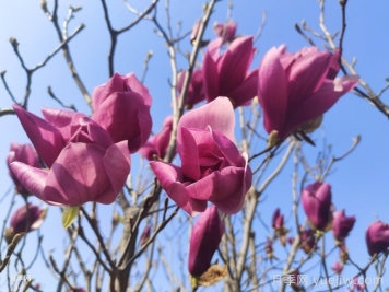 分享33種花葉不相見(jiàn)的植物，開(kāi)花時(shí)不見(jiàn)葉