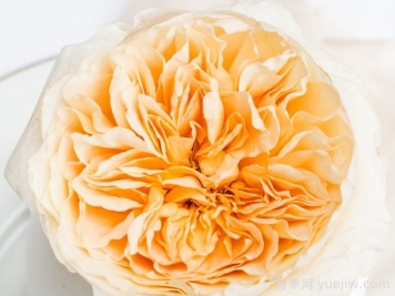 艾菲月季優(yōu)缺點(diǎn)，奧斯汀黃色切花，觀(guān)賞價(jià)值高