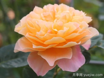 印象派月季推薦，夢(mèng)幻的黃橙色優(yōu)秀爬藤月季