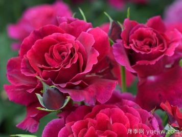 天家胭脂月季?推薦，超濃香，絨質(zhì)瓣，具備你想要的特點(diǎn)