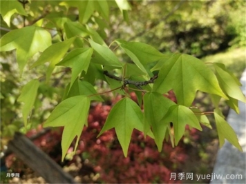 如何分辨三角楓、五角楓、元寶楓、雞爪槭，有圖片