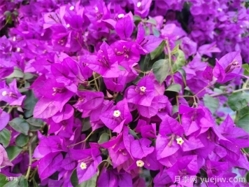 葉子花和三角梅的區別，葉子花和三角梅可以分清嗎？