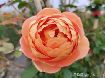 夏洛特夫人月季有什么缺點(diǎn)？