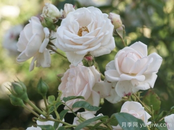 瑪婷吉洛月季介紹，適應性強，香味宜人