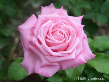 貝琳達之夢(mèng)月季/貝琳達夢(mèng)想