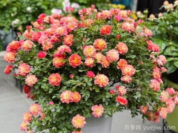 躲躲藏藏月季，多色微月盆栽，小巧可愛(ài)易爆盆