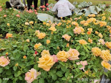 月季小苗的緩苗辦法？提高移栽成活率