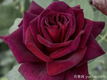 切花暗香月季，濃香版黑巴克