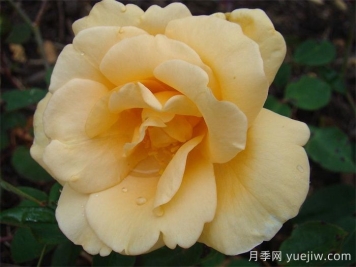 希林頓夫人月季，百年經(jīng)典灌木月季