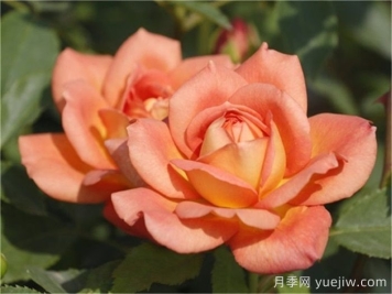 夏洛特夫人月季優(yōu)缺點(diǎn)有哪些？