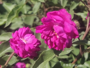 月季推薦，葡萄園之歌月季