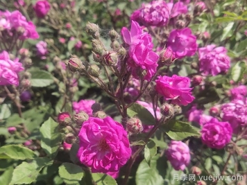 歐月月季介紹，葡萄園之歌月季