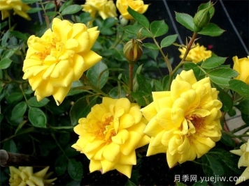 微型月季推薦，黃金珠寶月季