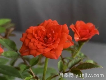月季推薦，朱紅姬月季