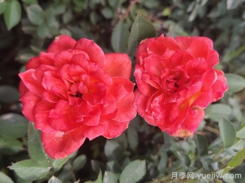 月季推薦，草裙舞女月季
